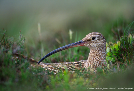 Curlew on Langholm Moor